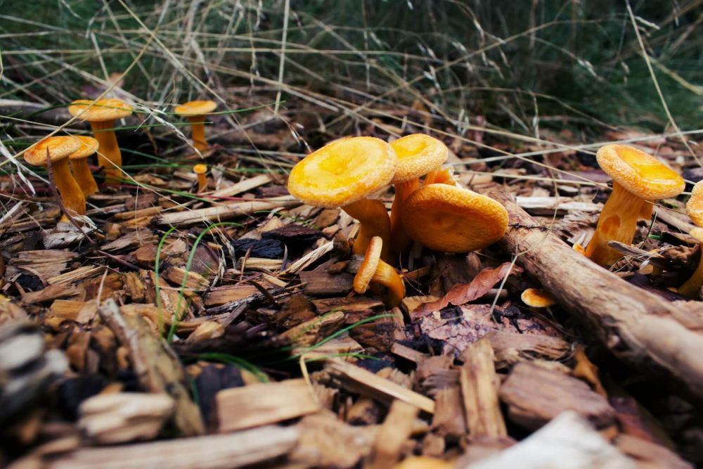 récolte champignons alsace