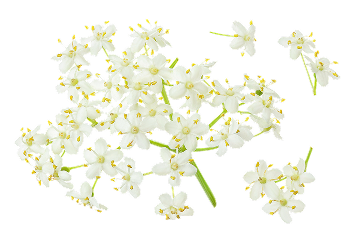 Carola, fleurs de sureau