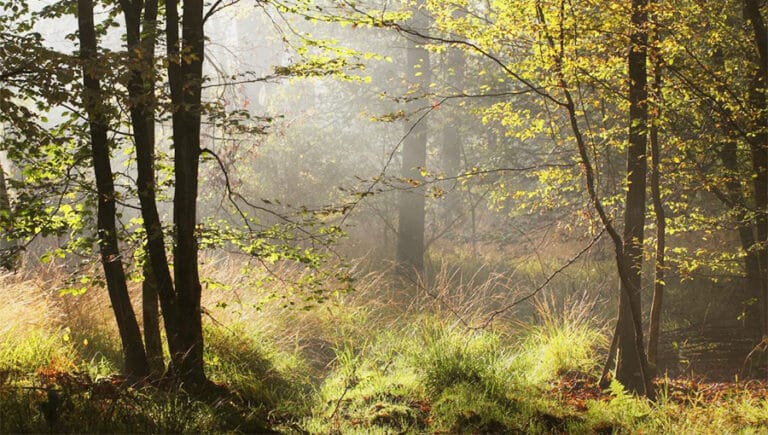 L’éveil de la forêt de Haguenau