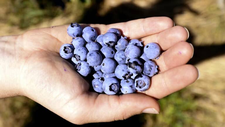 La myrtille : l’or bleu des Vosges
