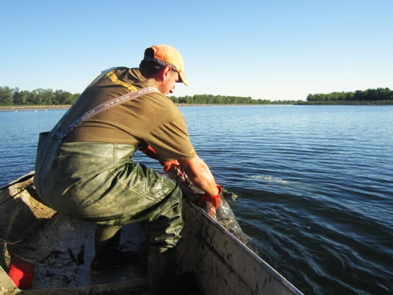 Le dernier pêcheur du Rhin