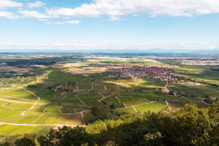 Des vendanges de plus en plus précoces
