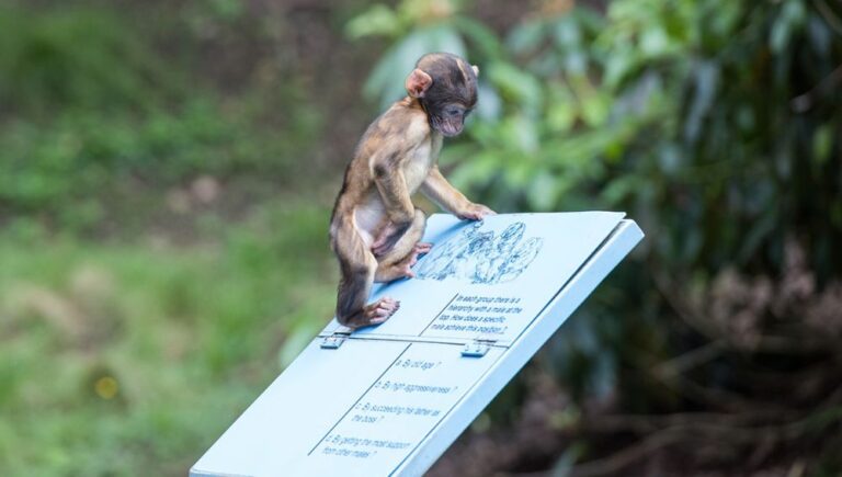 Sauvez le macaque de Barbarie, avec la Montagne des Singes