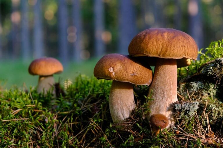À la découverte des champignons d’Alsace