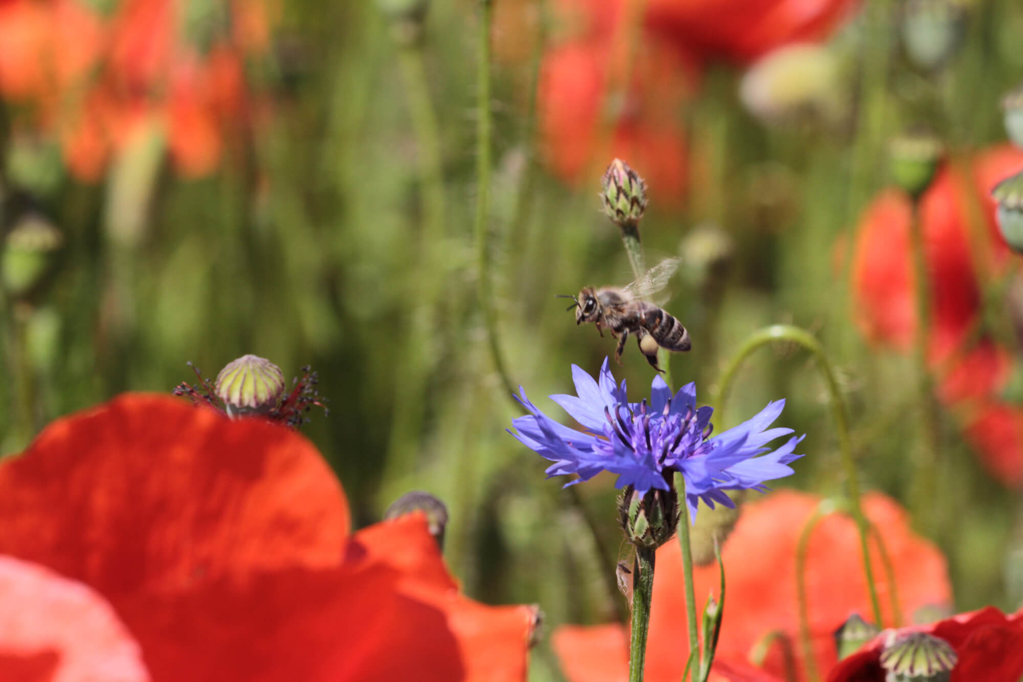 Polinisateurs abeille sur une Centaurea Cyanus