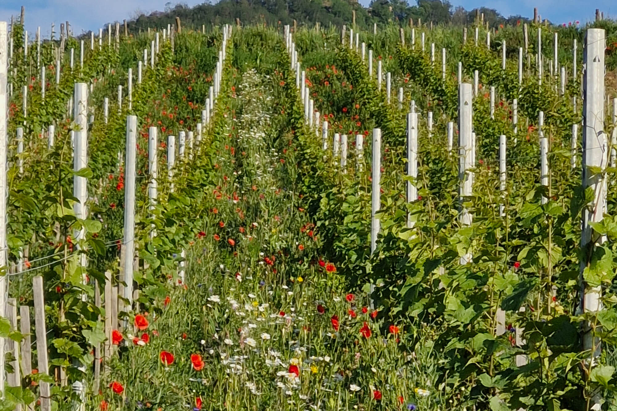 Vignes fleuries Carola