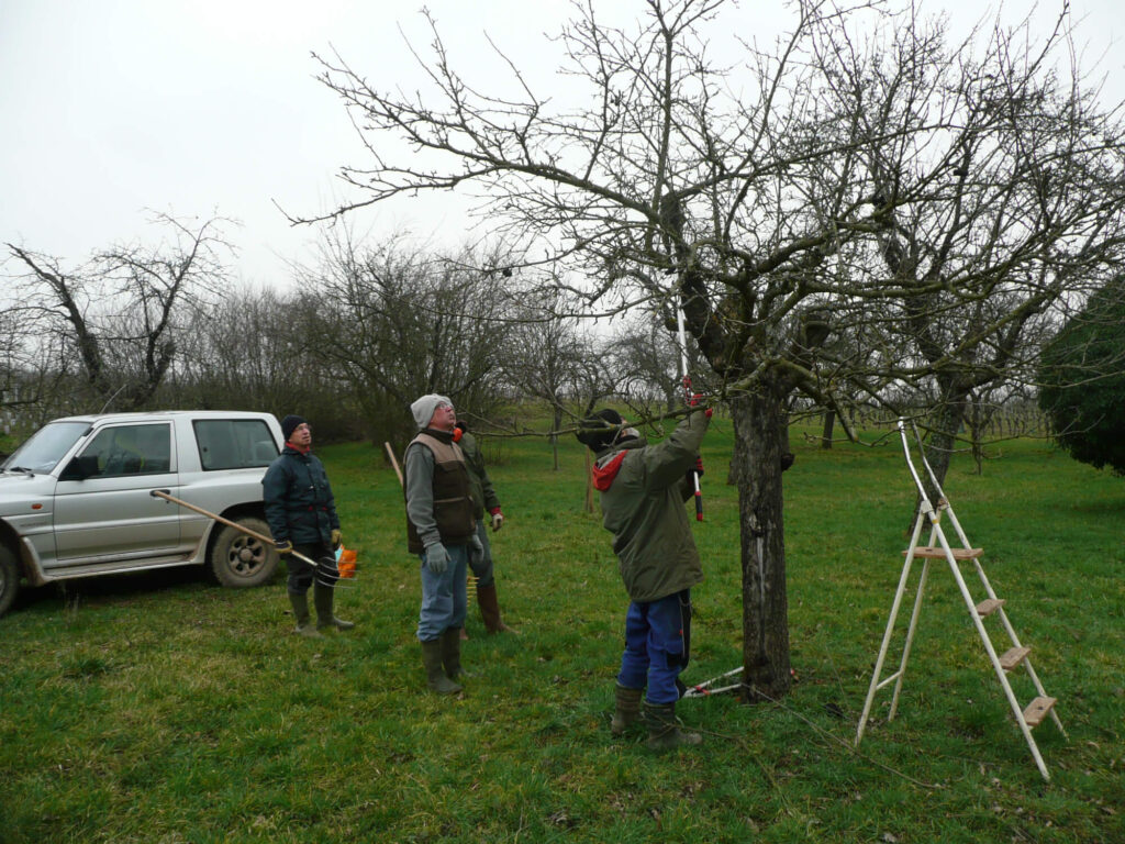 Taille des arbres verger Carola